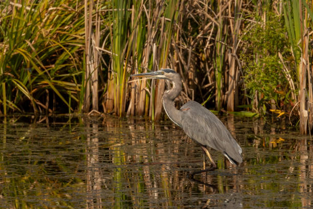 istock Great Blue Heron fishing in the marsh 2191085564