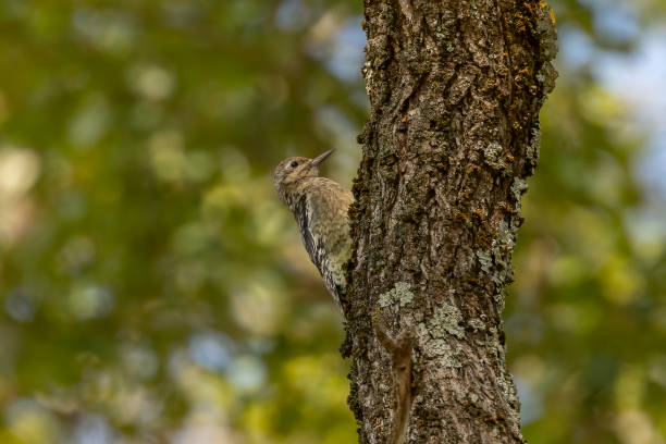 istock Yellow-bellied Sapsucker clings to a tree trunk 2191086324