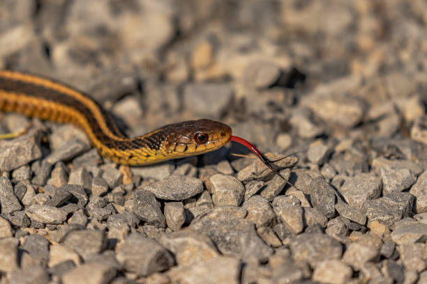 istock Ribbon Snake flicks its tongue while slithering across the path 2191086920