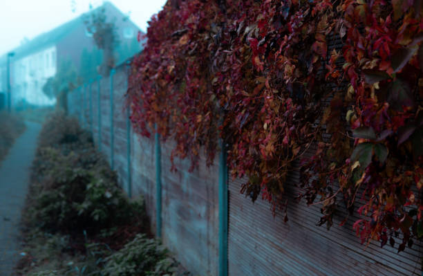 Red autumn leaves over the wall on early winter morning