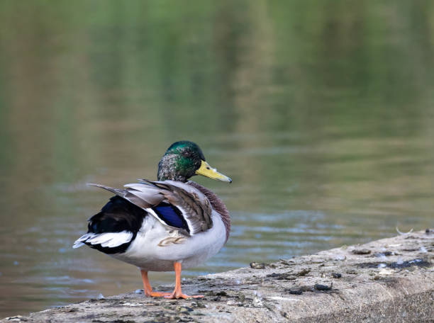 istock Mallard at a lake in southern Sweden 2191091090