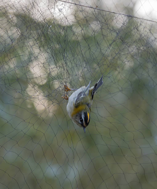 istock Firecrest in Skane Sweden 2191091166