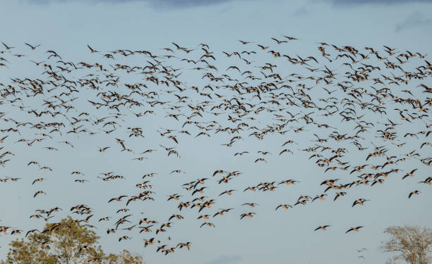 istock White-fronted Goose and Barnacle Goose at Southern Oland Sweden 2191091175