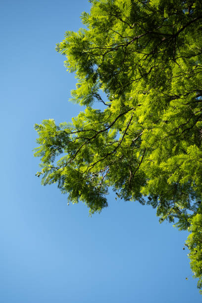 istock Looking Up at Tree Branches and Green Leaves with Bright Blue Sky 2191092590
