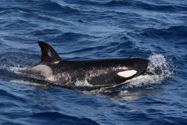 istock Killer whale (Orcinus orca), Strait of Gibraltar 2191093028