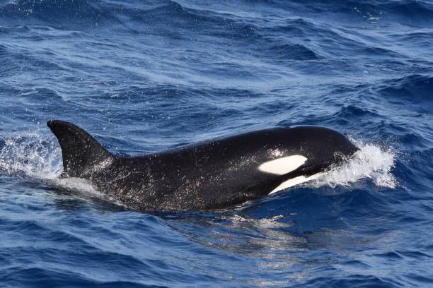 istock Killer whale (Orcinus orca), Strait of Gibraltar 2191093030