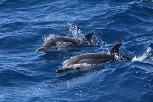 istock Striped dolphin (Stenella coeruleoalba), Mediterranean sea, Italy 2191093068