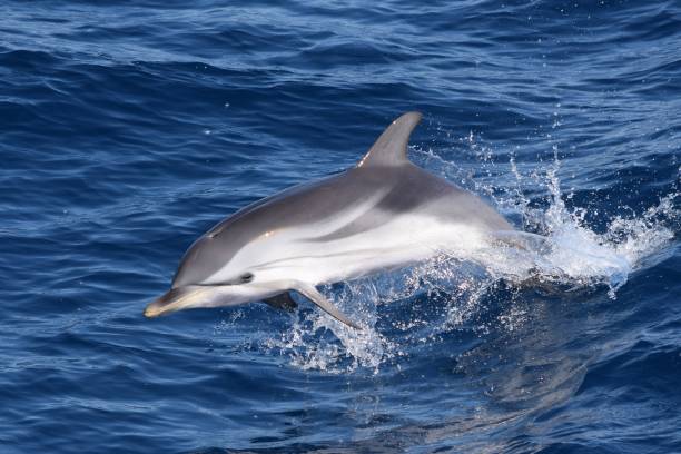 istock Striped dolphin (Stenella coeruleoalba), Mediterranean sea, Italy 2191093069