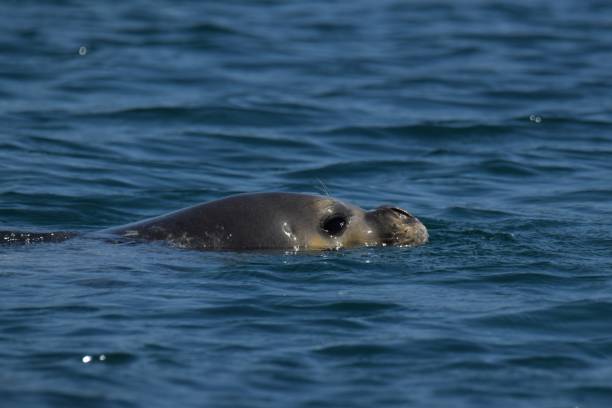 istock Mediterranean monk seal (Monachus monachus), Lichadonisia, Greece 2191093072
