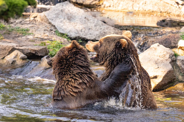 istock two Wild brown bear ,ursus arctos playing 2191094336