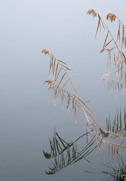 Reeds by the lake with their reflection in winter.