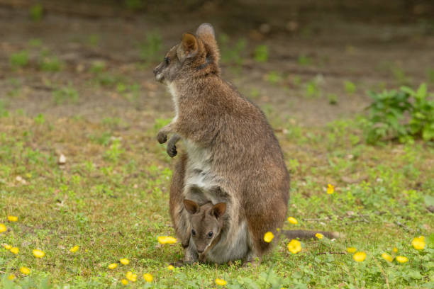 istock Bennett's wallaby Macropus or Notamacropus rufogriseus 2191094827