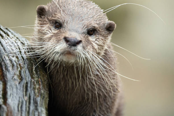 istock Asian small clawed otter Amblonyx cinerea, small clawed otter 2191094927