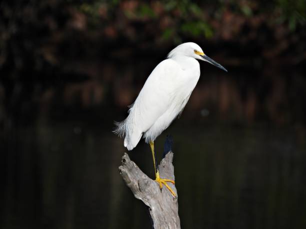 istock Snowy Egret (Egretta thula) - resting on a snag in a lake 2191096610
