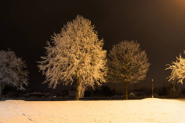 Tree in Forest with Lights and Fresh Snow - Caked fresh snow on tree in forest with lights at dusk blue hour light. Winter wonderland scenic winter landscape in vertical format.