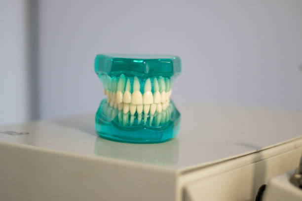 dental model in the dental office