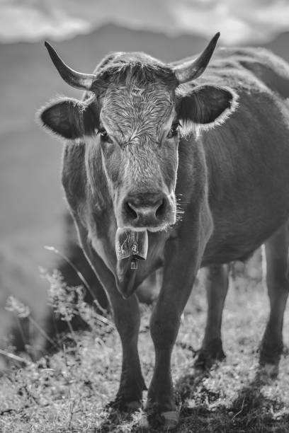 istock A Curious Aubrac Cow aka Laguiole 2191099384