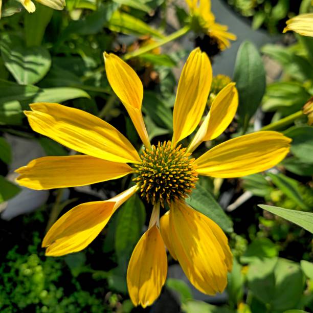 istock Flowers in North Burnaby, BC on a Lightly Clouded, Sunny Sunday 2191101013