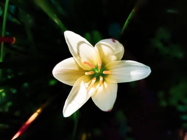 istock Bandung, West Java, Indonesia - November 30th 2024: jasmine blooms beautifully in the garden 2191103082