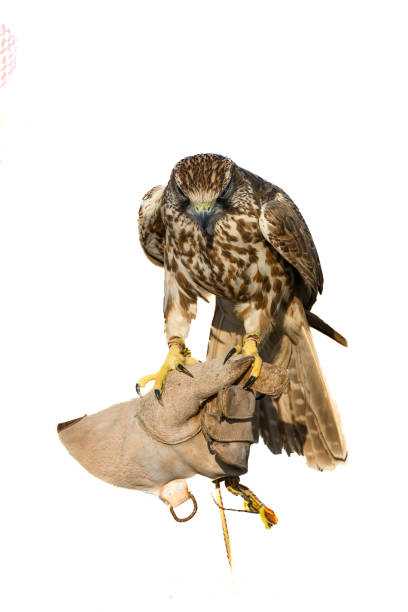 istock falcon bird standing on the owner's hand and white background 2191104251