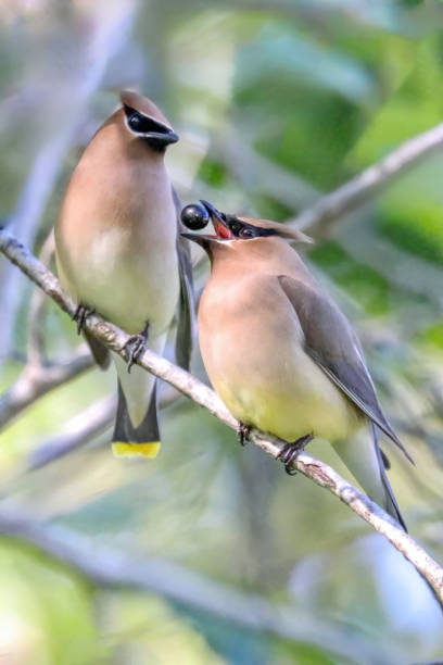 istock male Cedar waxwing feeding berry fruit to female Cedar waxwing 2191108977