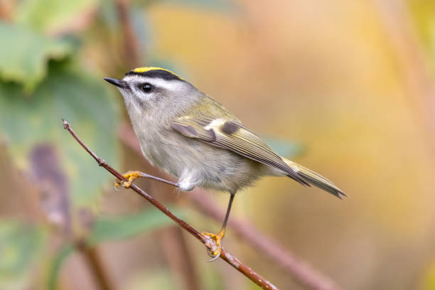 istock Golden-crowned Kinglet, Vancouver, BC, Canada 2191109019