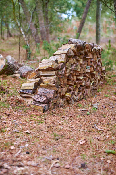 Neatly Stacked Firewood Pile in a Tranquil Forest Clearing