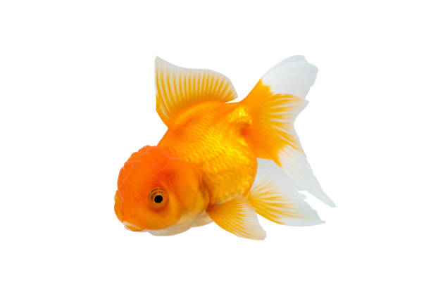 istock Oranda goldfish isolated on white background close up 2191110459
