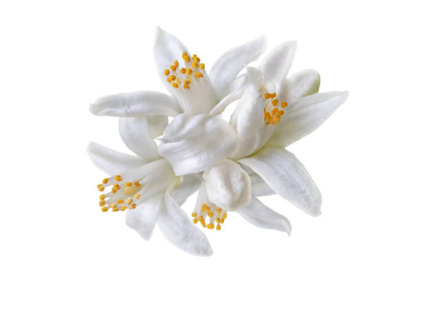 istock White citrus blossom bunch closeup isolated on white 2191111467