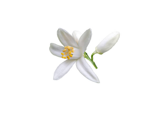 istock White orange tree flower and buds bunch isolated on white 2191111483