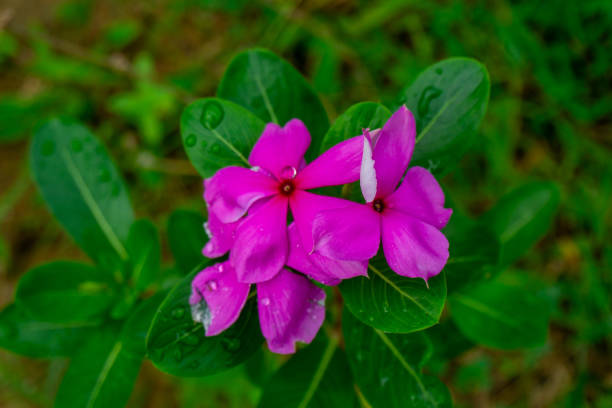 Catharanthus roseus, commonly known as bright eyes, Cape periwinkle, graveyard plant, Madagascar periwinkle, old maid, pink periwinkle, rose periwinkle