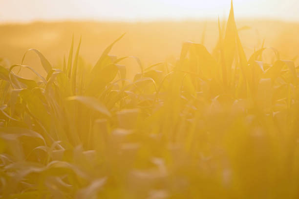 Meadow grasses in the backlight of sunset on a warm summer evening. Natural mixed herbs of northern Europe.