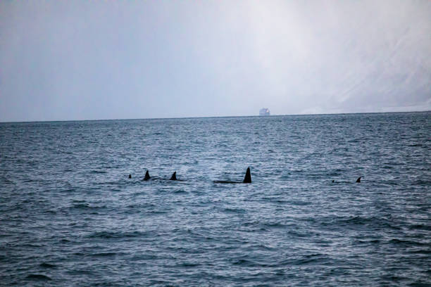 Whale watching off the coast of Vancouver: A thrilling experience observing Orcas in their natural habitat, featuring majestic marine mammals, scenic ocean views, and the excitement of spotting wildlife.