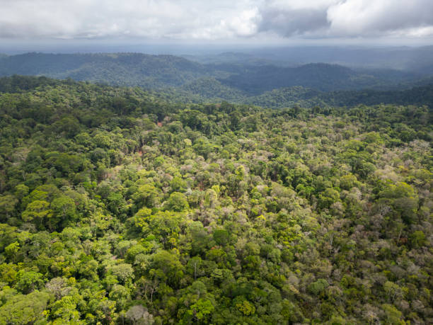 istock Aerial view of brazilian Amazon rainforest 2191115592