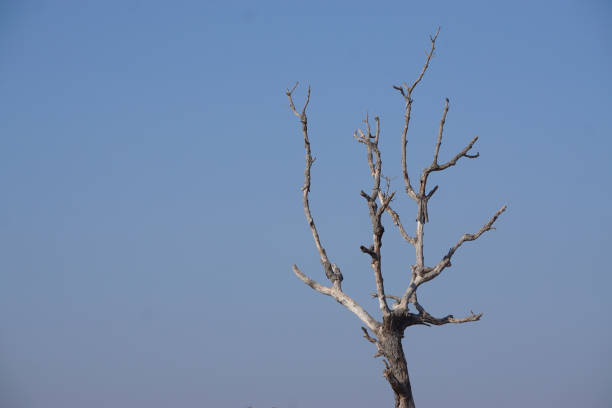 Native trees in Asia trying to survive in an agriculture based area Thailand Asia
