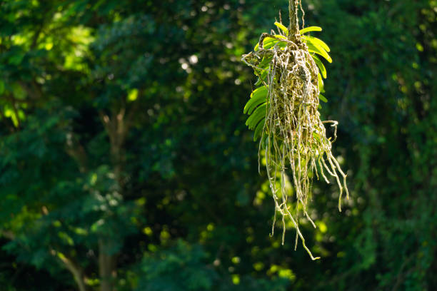 Native trees in Asia trying to survive in an agriculture based area Thailand Asia