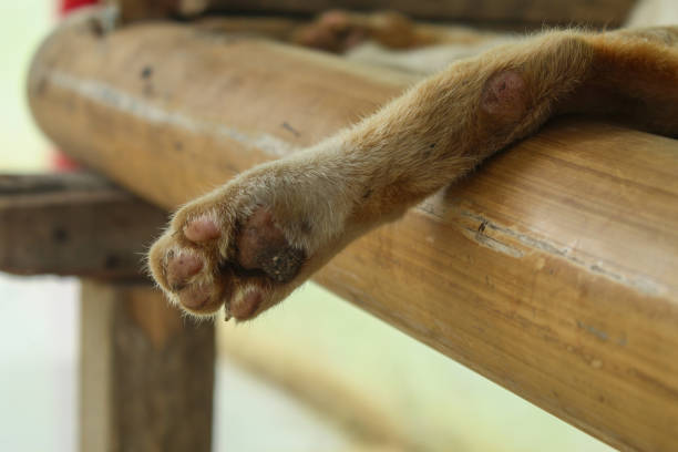 close up of cat's feet