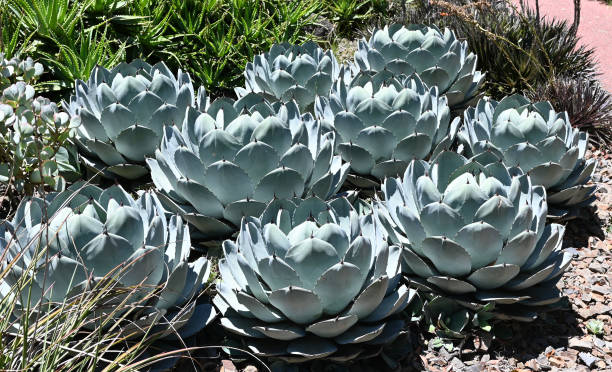 istock Artichoke Agave cactus - Agave parryi var truncata - blue grey succulent 2191118674