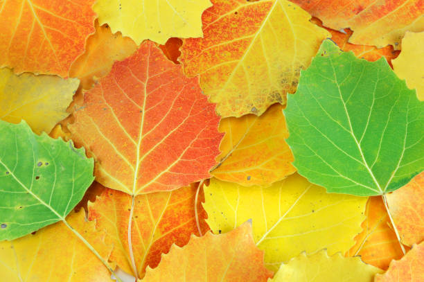 istock colorful autumn leaves background 2191120353