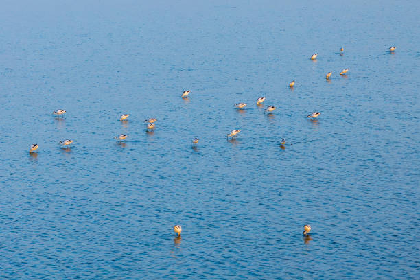 A flock of migratory birds, Recurvirostra avosetta