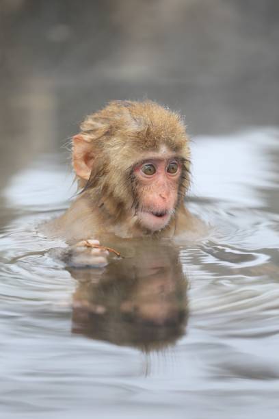 Japan Wildlife