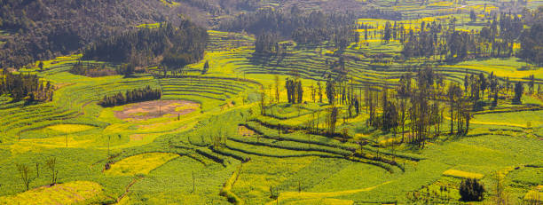 Lush yellow flowers covering mountainside fields in Luosi Field, Luoping China, panorama