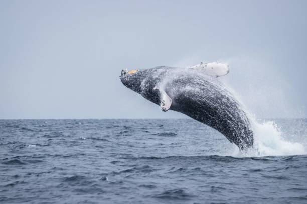 istock Humpback Whale Breaching in Okinawa Waters 2191127154