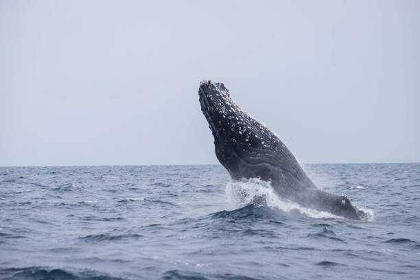 istock Humpback Whale Breaching in Okinawa Waters 2191127161
