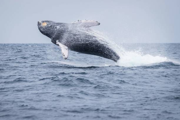 istock Humpback Whale Breaching in Okinawa Waters 2191127163