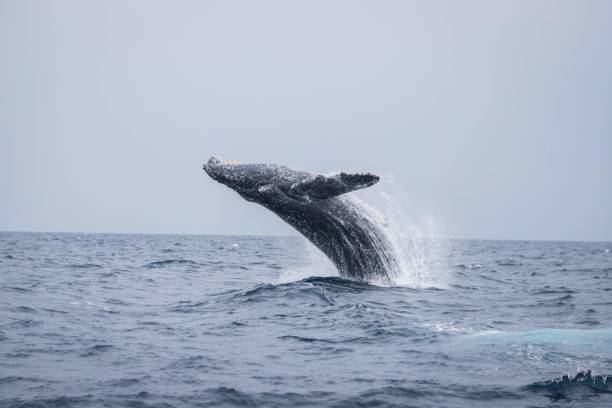 istock Humpback Whale Breaching in Okinawa Waters 2191127238