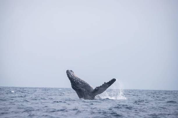 istock Humpback Whale Breaching in Okinawa Waters 2191127267