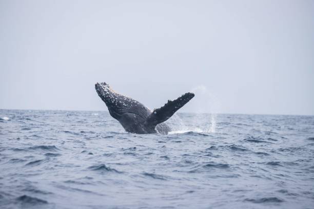 istock Humpback Whale Breaching in Okinawa Waters 2191127268