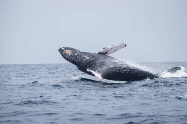 istock Humpback Whale Breaching in Okinawa Waters 2191127270