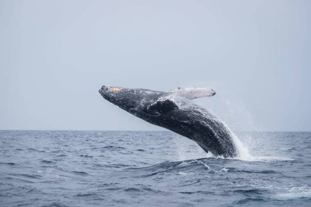 istock Humpback Whale Breaching in Okinawa Waters 2191127272